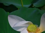 即将出伏 北京荷花悄然“换装”
