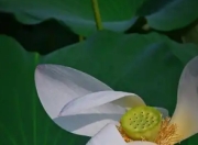 即将出伏 北京荷花悄然“换装”
